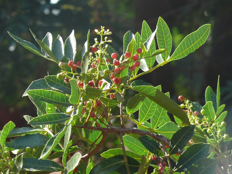 Schinus Terebinthifolia Cultivated Eflora Of India